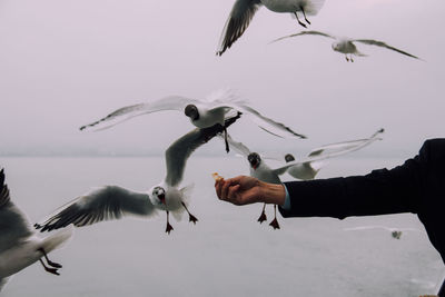 Low angle view of seagulls flying against sky