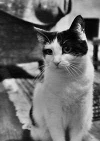 Close-up portrait of cat