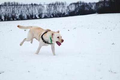 Dog on snow covered landscape