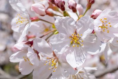 Close-up of cherry blossom