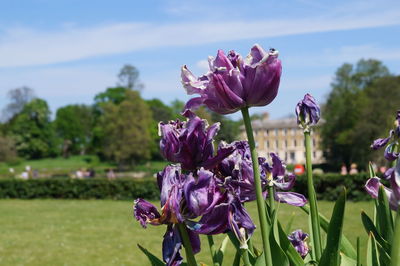 Close-up of purple flowers in park