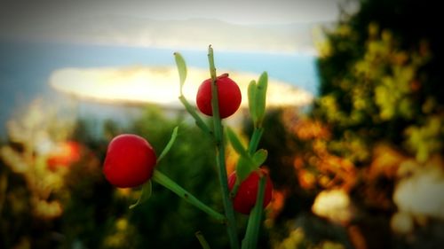 Close-up of poppy blooming outdoors