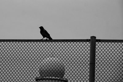 Bird perching on a fence