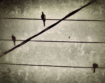 Low angle view of birds perching on tree