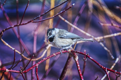 Close-up of bird perching on branch