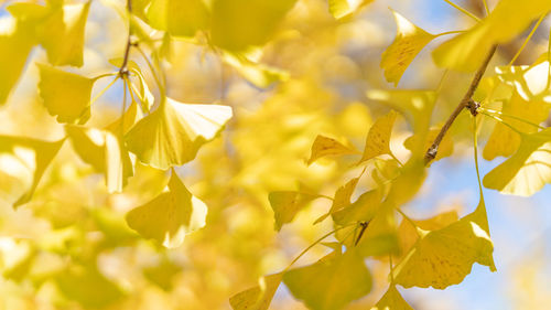 Close-up of yellow flowering plant