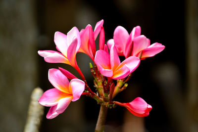 Close-up of pink flower