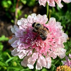 Close-up of butterfly pollinating on pink flower