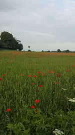 Scenic view of poppy field against sky