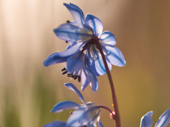 Close-up of purple flowering plant