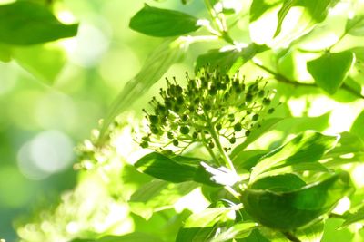 Close-up of plant