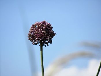 Close-up of flower