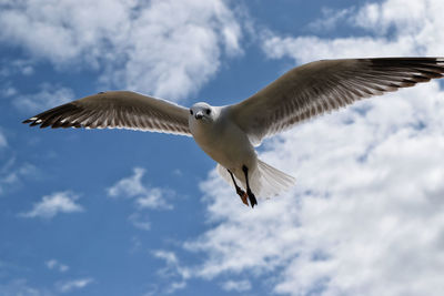 Low angle view of seagull flying against sky