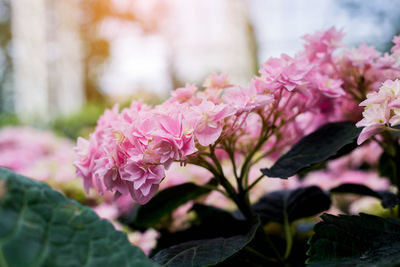 Close-up of pink flowering plant