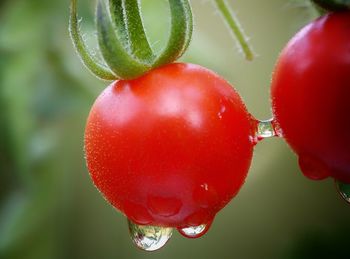 Close-up of wet red berries growing on plant