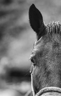 Close-up of a horse