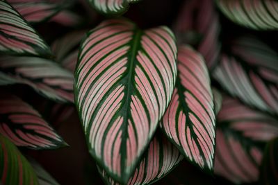 Close-up of pink leaves