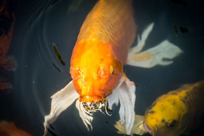 Fish swimming in sea