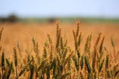 Close-up of cereal plants growing on farm 