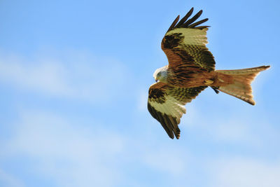 Low angle view of eagle flying against blue sky