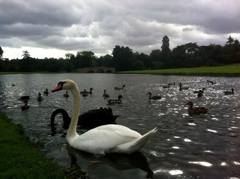 Birds in calm lake