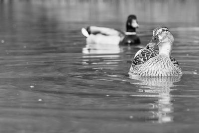 Close up water level view of male and female mallard drake and hen ducks on water