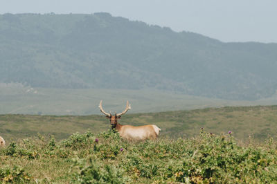 Deer grazing on landscape against sky