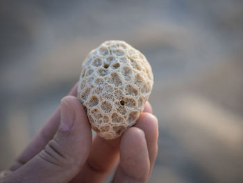 Close-up of person holding shell