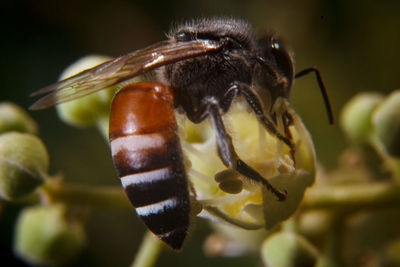 Close-up of bee pollinating flower