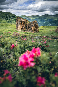 View of flowering plants on rocks against sky