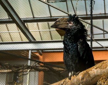 Close-up of bird perching in cage at zoo