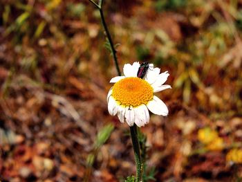 Close-up of white flower on field