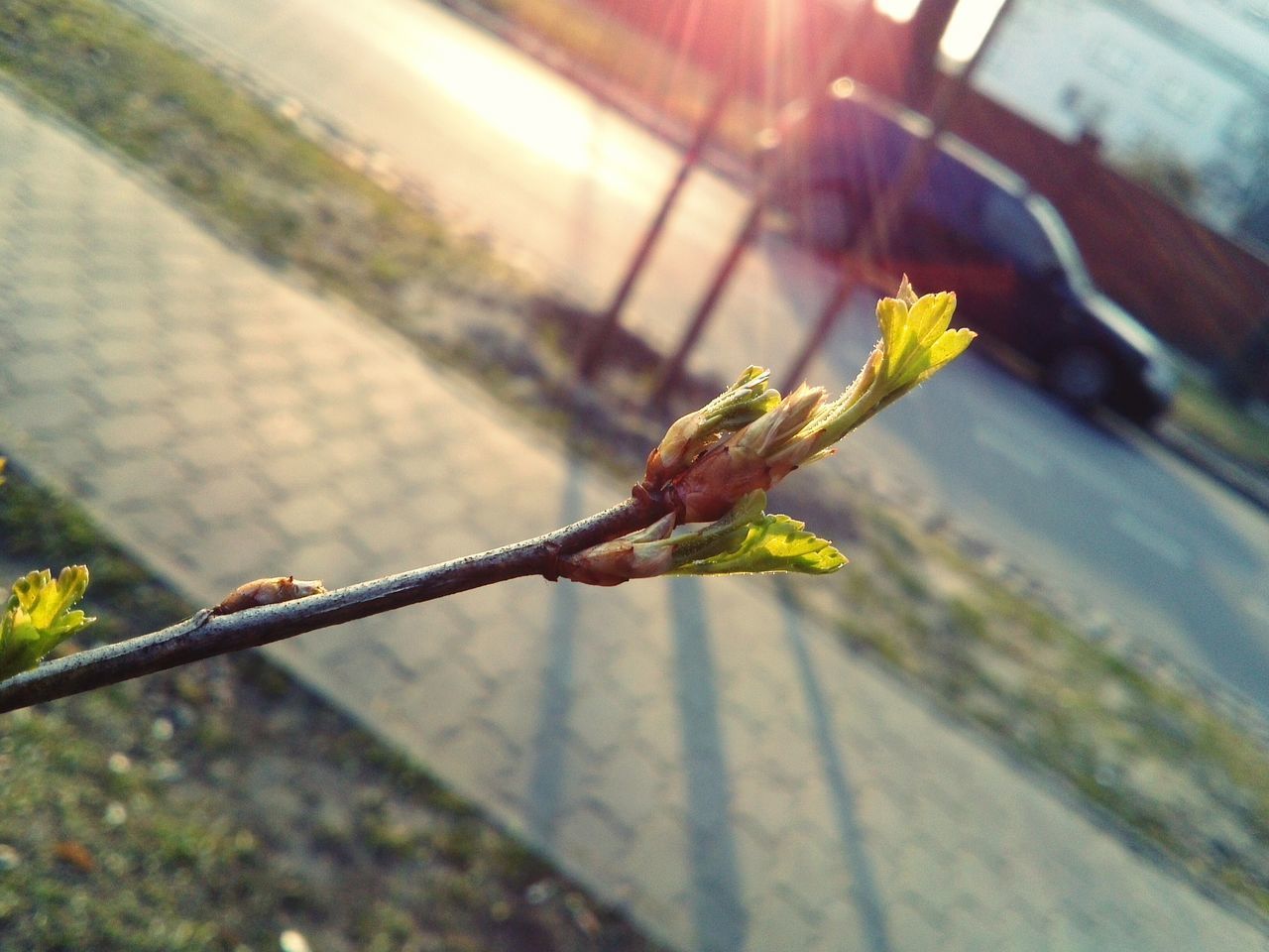 focus on foreground, close-up, sunlight, insect, plant, nature, one animal, selective focus, day, outdoors, fragility, no people, stem, leaf, growth, spider web, wall - building feature, green color, animals in the wild, animal themes