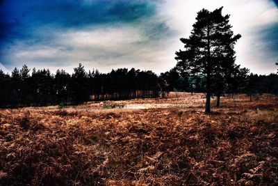 Trees against sky