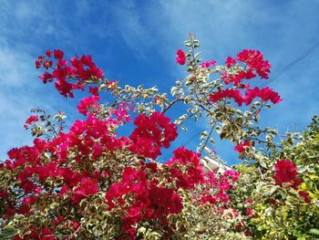 Low angle view of pink flowers blooming on tree