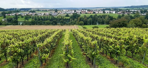 Scenic view of vineyard against buildings