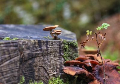 Close-up of mushrooms on tree