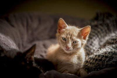 Close-up portrait of cat relaxing at home