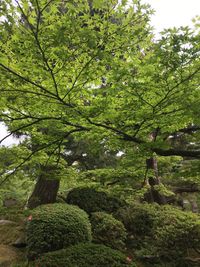 Low angle view of tree