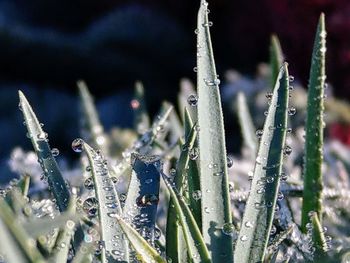 Close-up of wet plants during winter