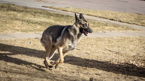 Dog standing on field