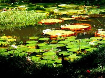 Reflection of trees in pond