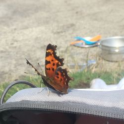 Close-up of butterfly on tree trunk