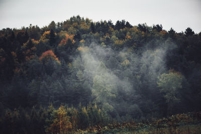 Trees in forest against sky