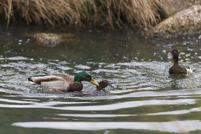 Ducks swimming in lake