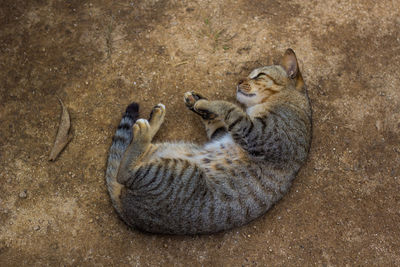 High angle view of cats relaxing on land