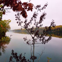 Reflection of trees in water