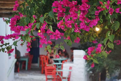 Pink flowering plants on table