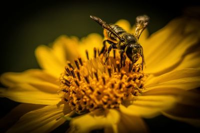 Close-up of bee pollinating on yellow flower