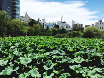 Plants growing in park